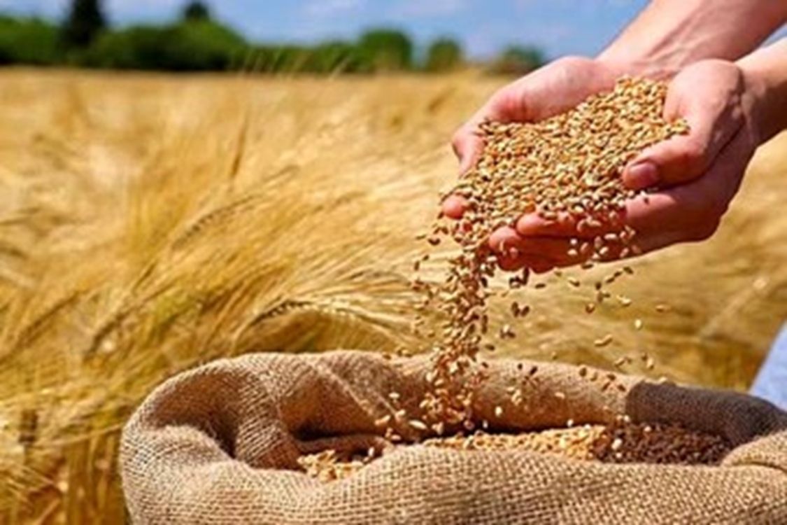تولید محصول استراتژیک با وجود پراکنش نامناسب بارش افزایش یافت/ فتح قله ۱۴ میلیون تنی گندم